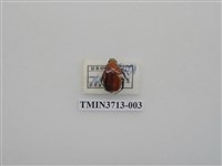 藏品(金龜子科)的圖片